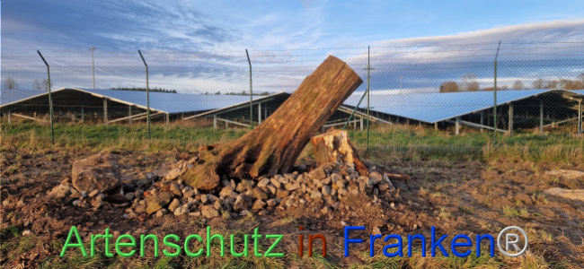© Artenschutz in Franken® Bild zum Eintrag (1116428-160)