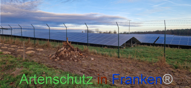 © Artenschutz in Franken® Bild zum Eintrag (1116435-160)
