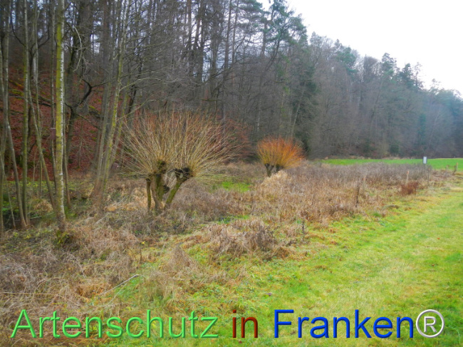 © Artenschutz in Franken® Bild zum Eintrag (1116519-160)
