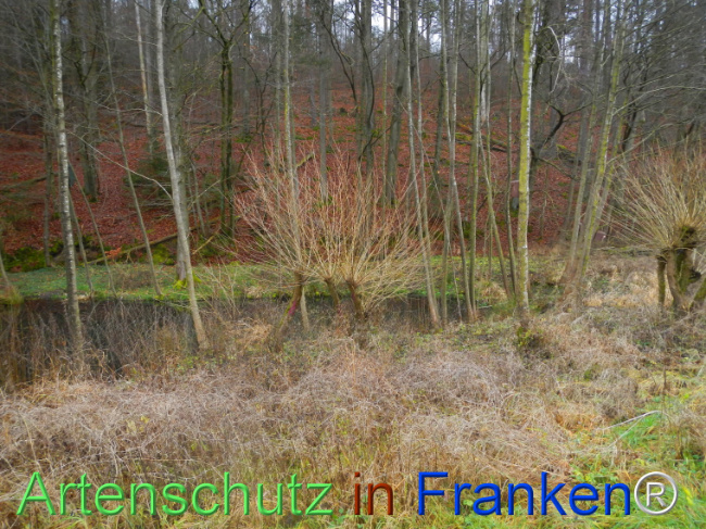 © Artenschutz in Franken® Bild zum Eintrag (1116520-160)