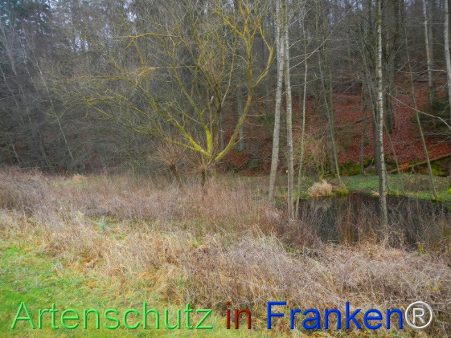 © Artenschutz in Franken® Bild zum Eintrag (1116521-160)