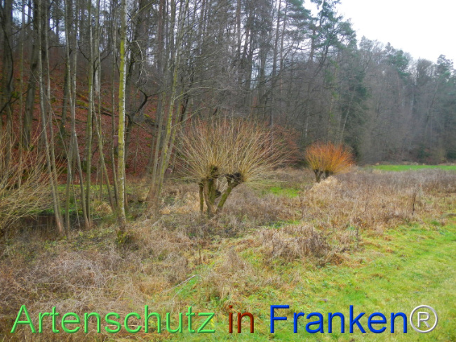 © Artenschutz in Franken® Bild zum Eintrag (1116523-160)