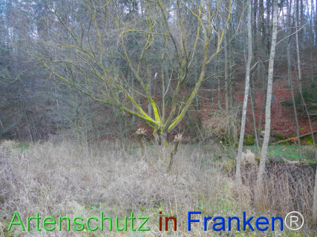 © Artenschutz in Franken® Bild zum Eintrag (1116525-160)