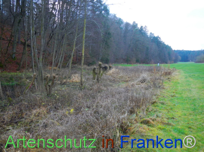 © Artenschutz in Franken® Bild zum Eintrag (1116526-160)
