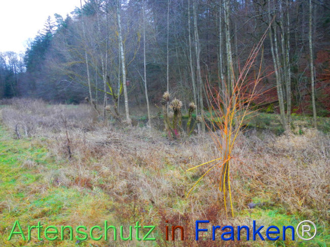 Bild zum Eintrag (1116529-160)