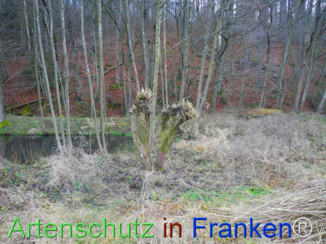 Bild zum Eintrag (1116531-160)