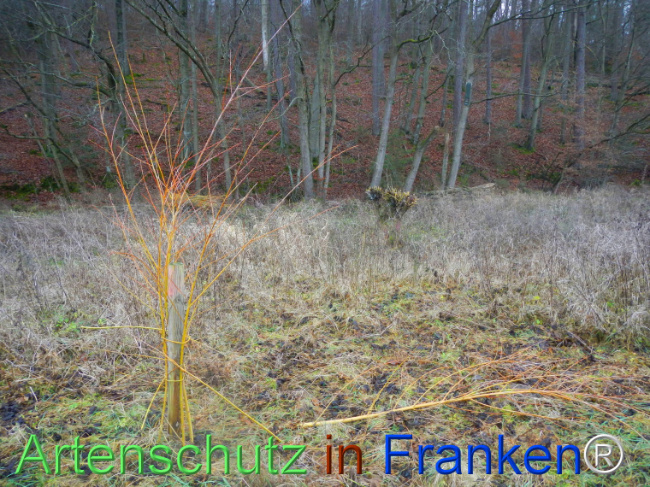 Bild zum Eintrag (1116538-160)