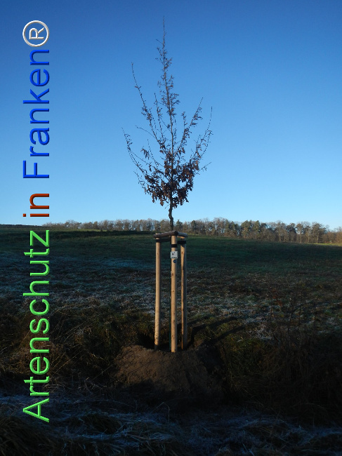 Bild zum Eintrag (1116598-160)