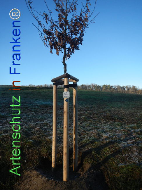 Bild zum Eintrag (1116599-160)