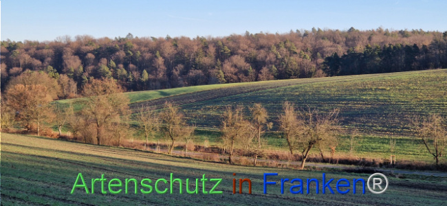 © Artenschutz in Franken® Bild zum Eintrag (1116603-160)