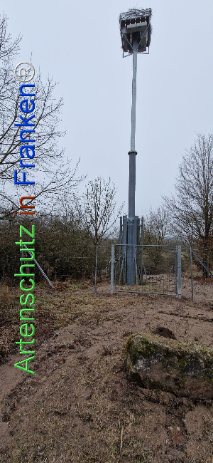 © Artenschutz in Franken® Bild zum Eintrag (1116715-160)