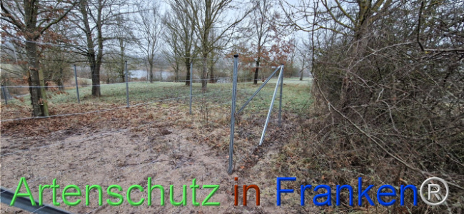 © Artenschutz in Franken® Bild zum Eintrag (1116717-160)