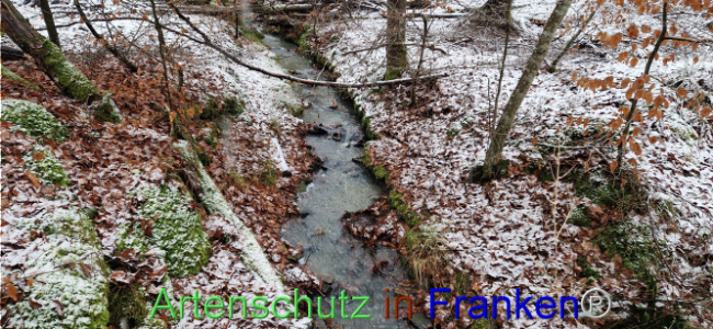 © Artenschutz in Franken® Bild zum Eintrag (1116861-160)