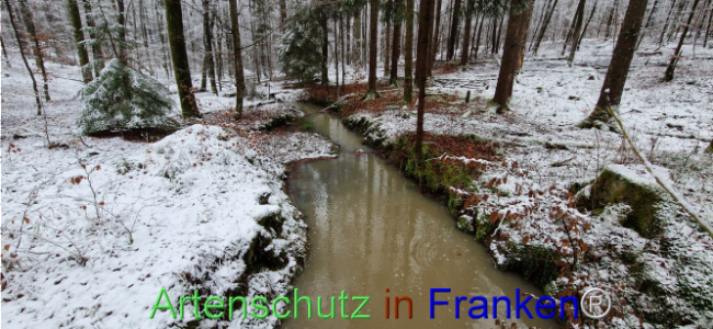 © Artenschutz in Franken® Bild zum Eintrag (1116862-160)