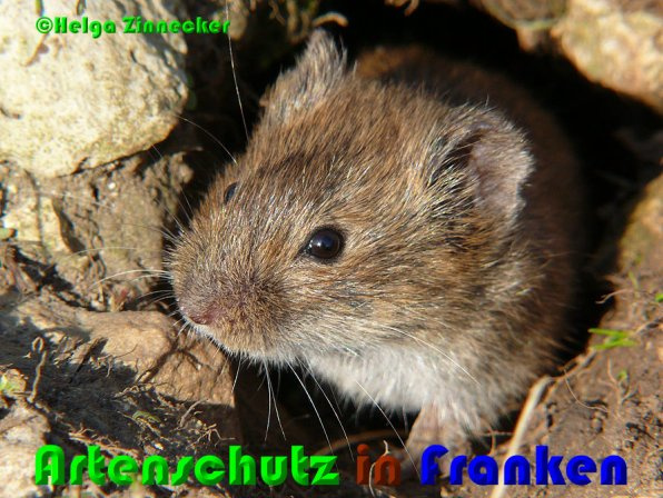 © Artenschutz in Franken® / Helga Zinnecker Bild zum Eintrag (1116921-160)