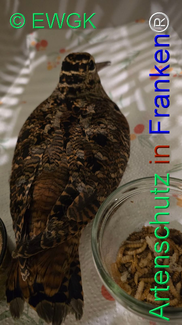 © Artenschutz in Franken® / EWGK Bild zum Eintrag (1117001-160)