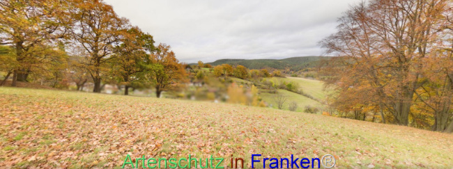 © Artenschutz in Franken® Bild zum Eintrag (1117012-160)