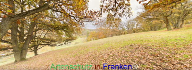 Bild zum Eintrag (1117016-160)