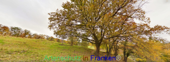 Bild zum Eintrag (1117021-160)