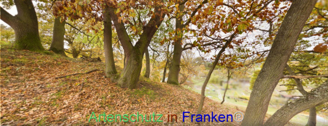 Bild zum Eintrag (1117022-160)