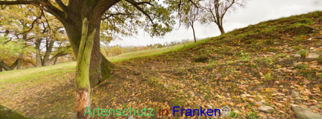 Bild zum Eintrag (1117023-160)
