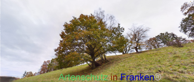 © Artenschutz in Franken® Bild zum Eintrag (1117058-160)