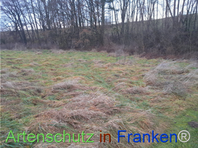 Bild zum Eintrag (1117218-160)