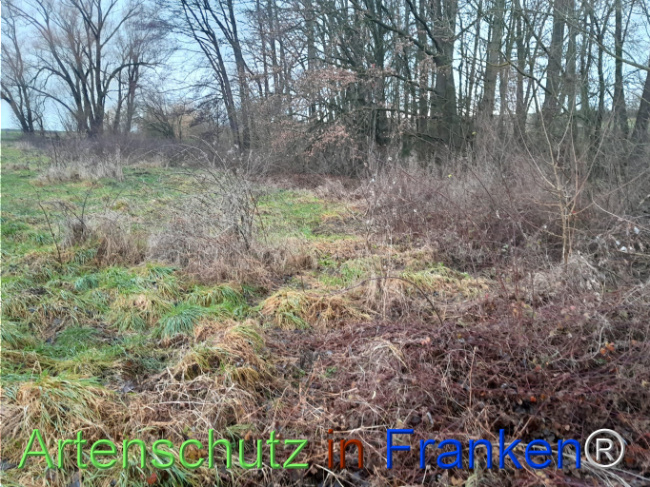 Bild zum Eintrag (1117219-160)