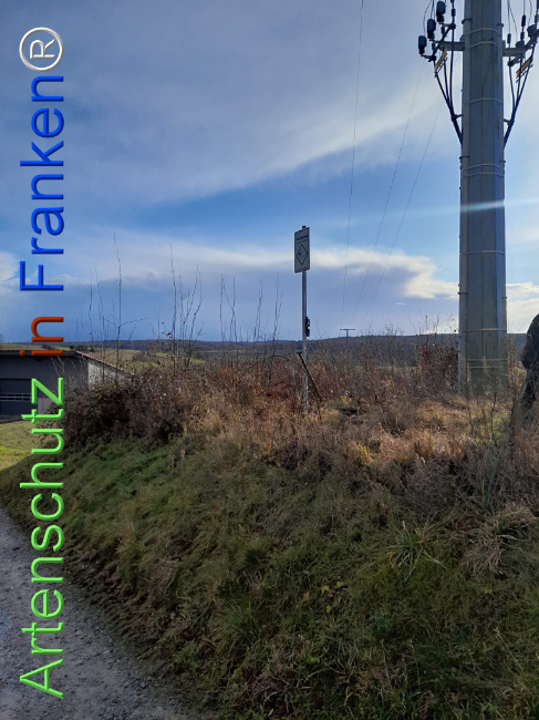 © Artenschutz in Franken® Bild zum Eintrag (1117279-160)