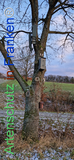© Artenschutz in Franken® Bild zum Eintrag (1117403-160)