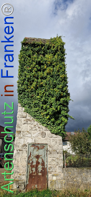 © Artenschutz in Franken® Bild zum Eintrag (1117883-160)