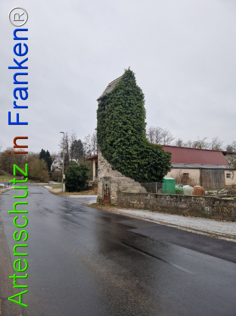 © Artenschutz in Franken® Bild zum Eintrag (1117886-160)