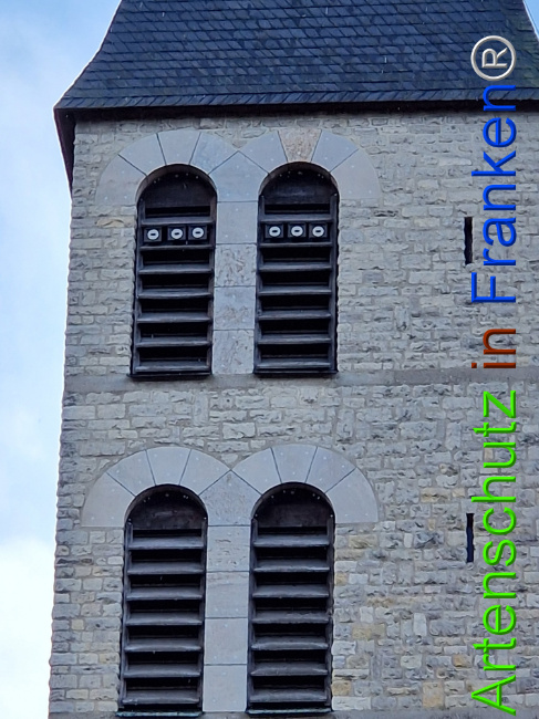 © Artenschutz in Franken® Bild zum Eintrag (1117927-160)
