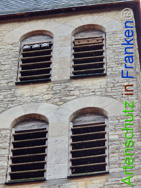 © Artenschutz in Franken® Bild zum Eintrag (1117928-160)