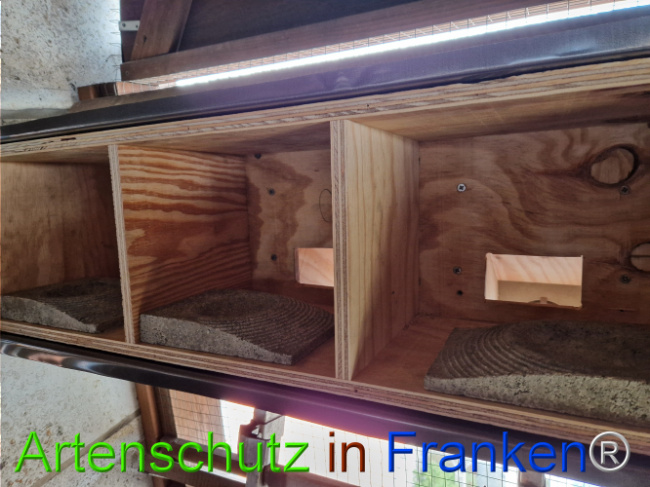 © Artenschutz in Franken® Bild zum Eintrag (1117935-160)