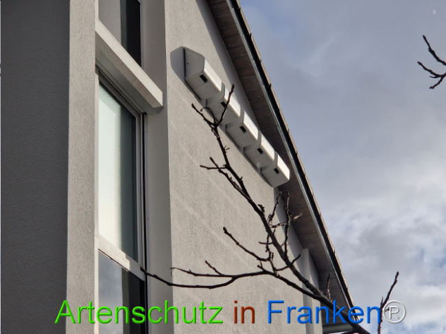 © Artenschutz in Franken® Bild zum Eintrag (1118111-160)