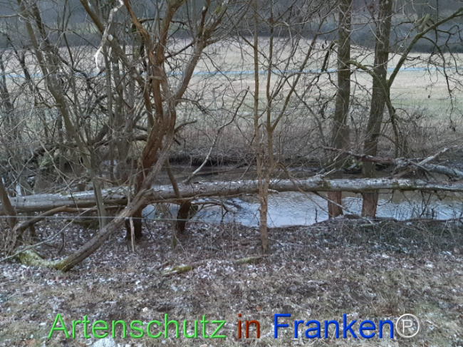 Bild zum Eintrag (1119053-160)