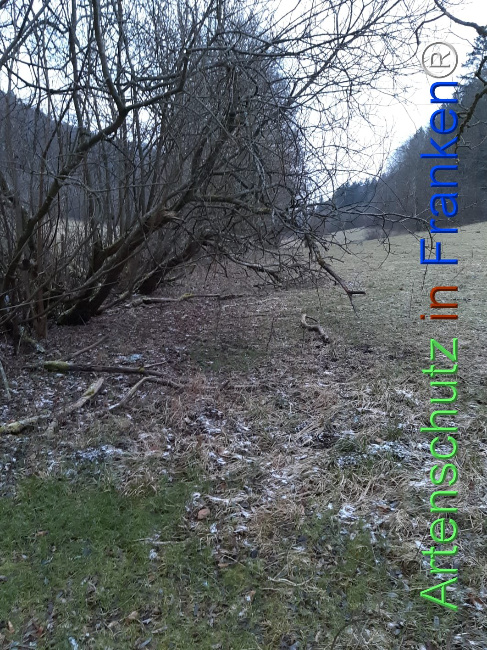 Bild zum Eintrag (1119054-160)