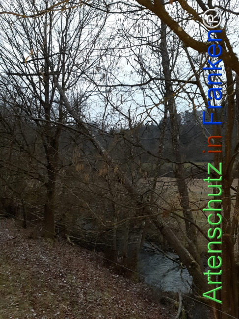 Bild zum Eintrag (1119055-160)
