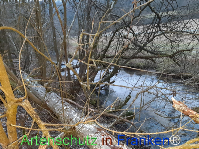 Bild zum Eintrag (1119056-160)