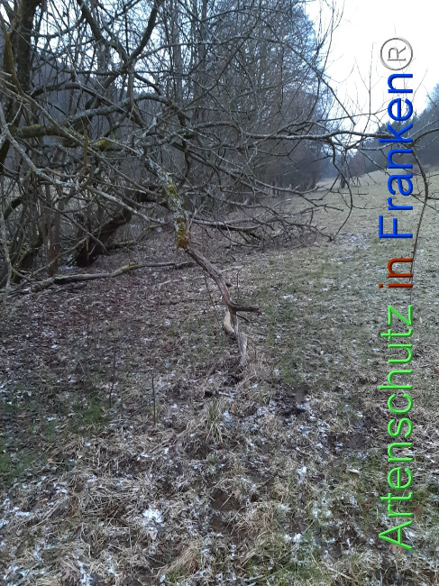Bild zum Eintrag (1119058-160)