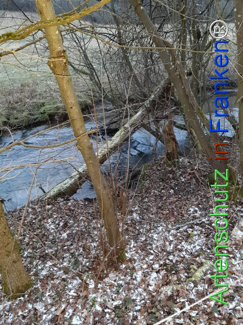 Bild zum Eintrag (1119059-160)