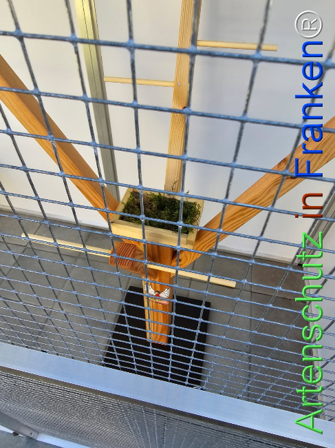 © Artenschutz in Franken® Bild zum Eintrag (1119456-160)