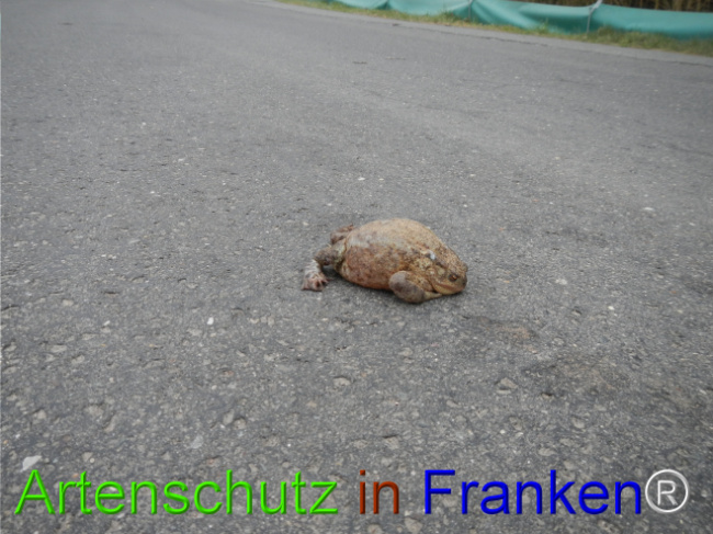 Bild zum Eintrag (1119851-160)