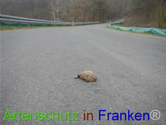 Bild zum Eintrag (1119852-160)