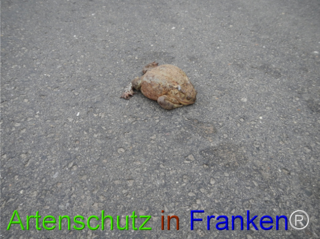 Bild zum Eintrag (1119854-160)