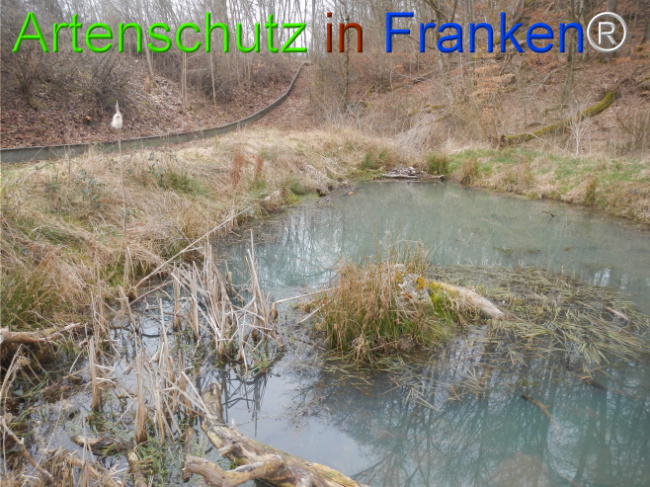 © Artenschutz in Franken® Bild zum Eintrag (1119872-160)
