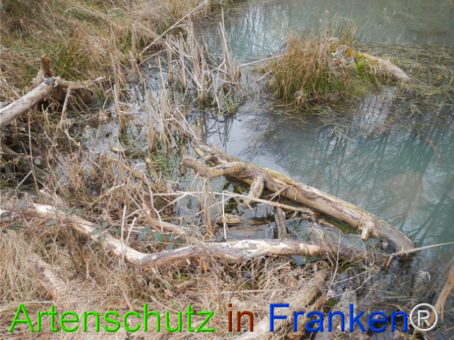 © Artenschutz in Franken® Bild zum Eintrag (1119873-160)