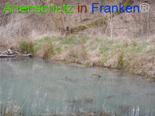 © Artenschutz in Franken® Bild zum Eintrag (1119874-160)