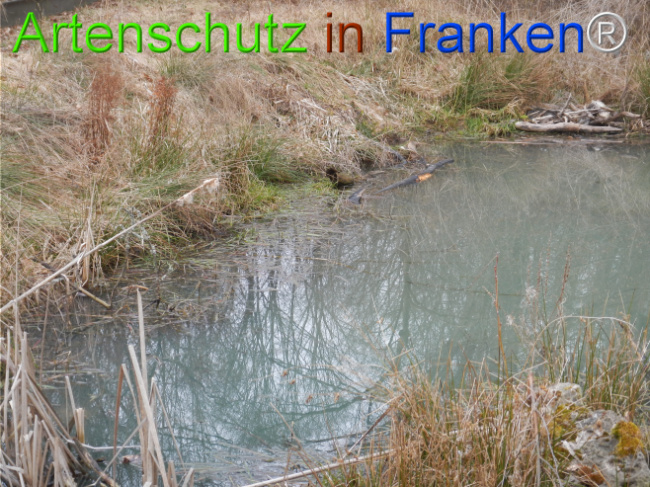 © Artenschutz in Franken® Bild zum Eintrag (1119875-160)